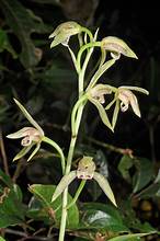 Cymbidium lancifolium